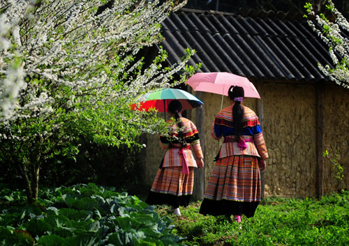 Plum flowers blossom in Bac Ha